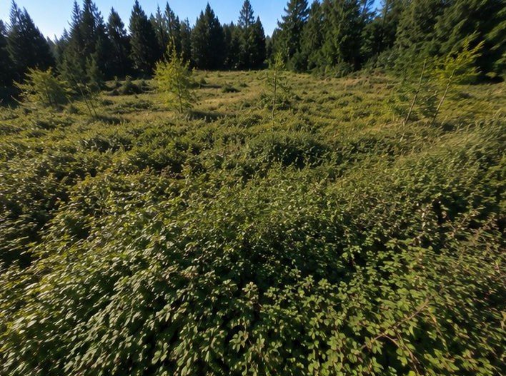 Acreage buried in blackberry and brush before clearing