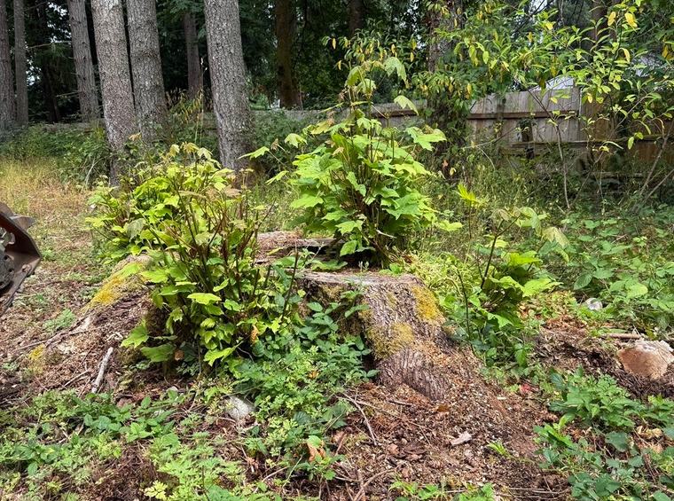 Old stump overgrown with brush and vegetation before grinding