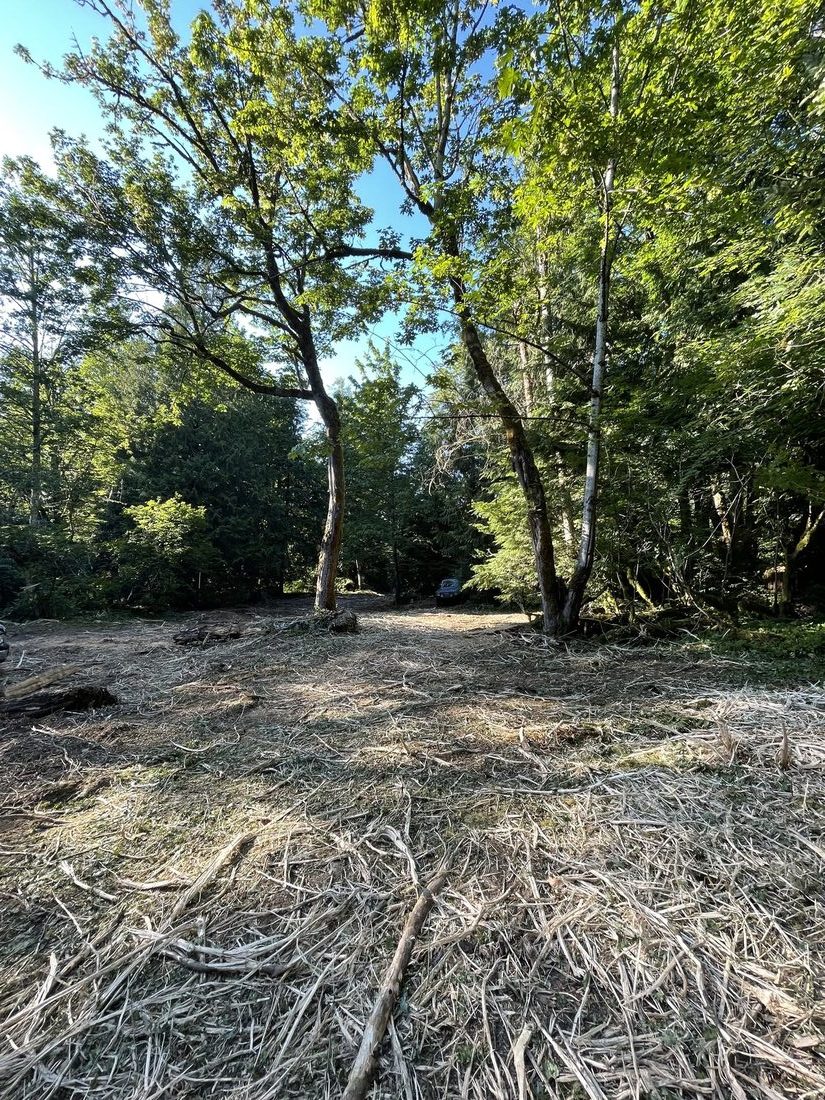Cleared land with standing trees retained