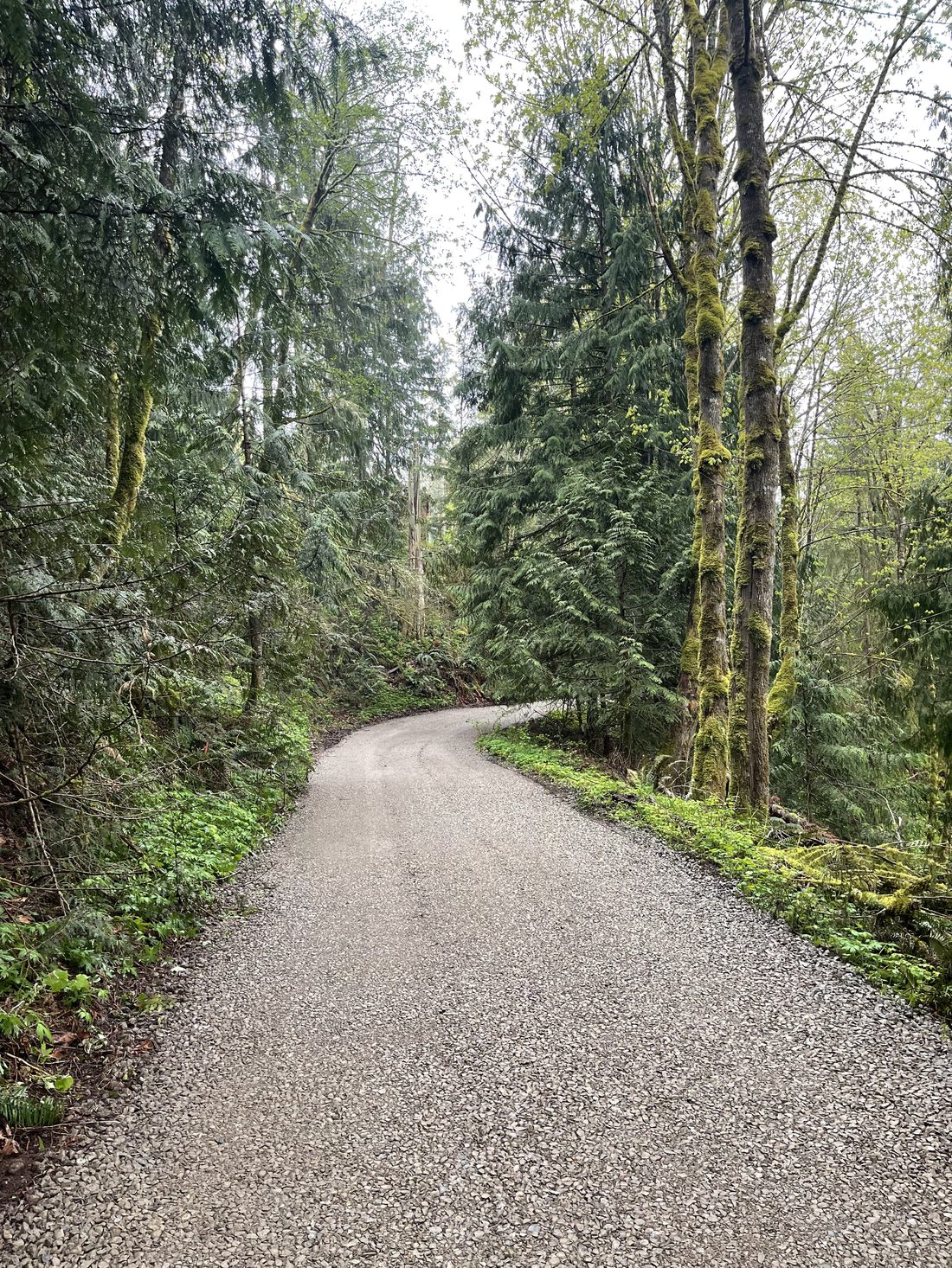 Gravel access road through Pacific Northwest forest